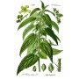 Urtica dioica - Nettle - Köhler