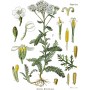 Achillea millefolium - Achillée Millefeuille - Köhler