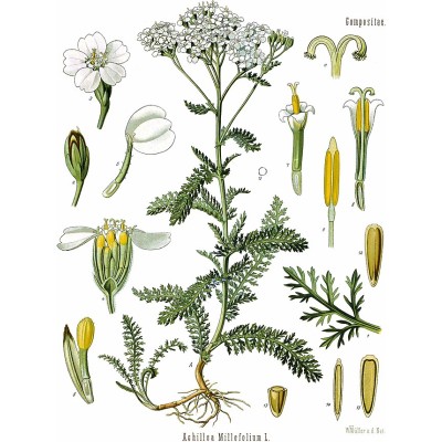 Achillea Millefolium - Yarrow - Köhler