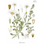 Anthemis arvensis - Chamomile matricaria - Köhler