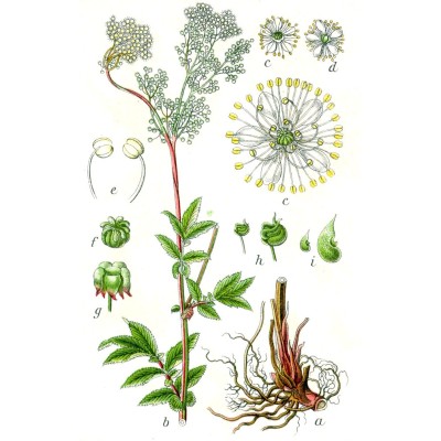 Filipendula Ulmaria - Reine des Prés