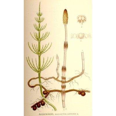 Equisetum arvense - Horsetail - Köhler