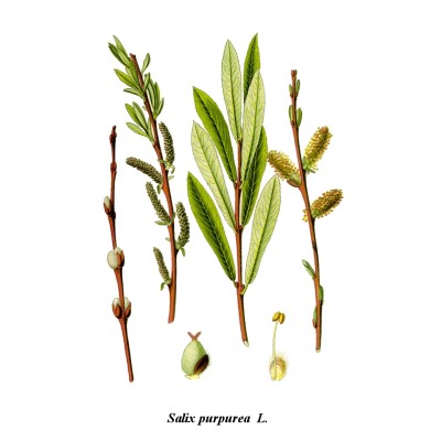 Salix purpurea - Osier - Köhler