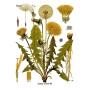 Dry dandelion - 10 grams