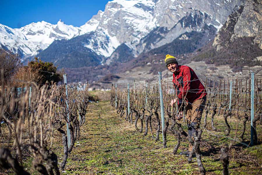 Première vigne de Guillaume Bodin